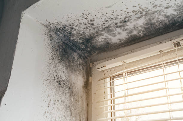 Affordable Basement Mold Removal solutions in Fayville, MA